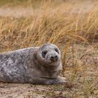 021-20200103 - Helgoland-Düne - _U8A4217