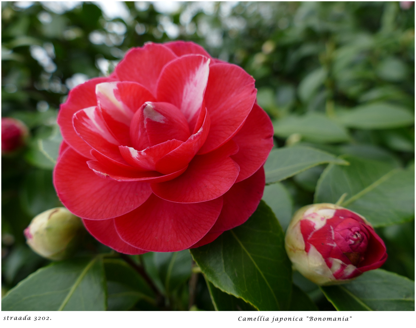 021-2024 Camellia japonica "Bonomania" 