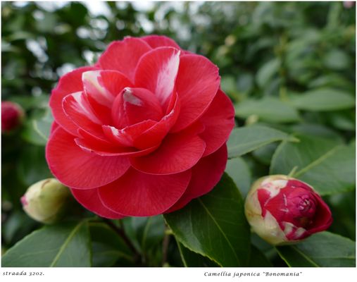 021-2024 Camellia japonica "Bonomania"