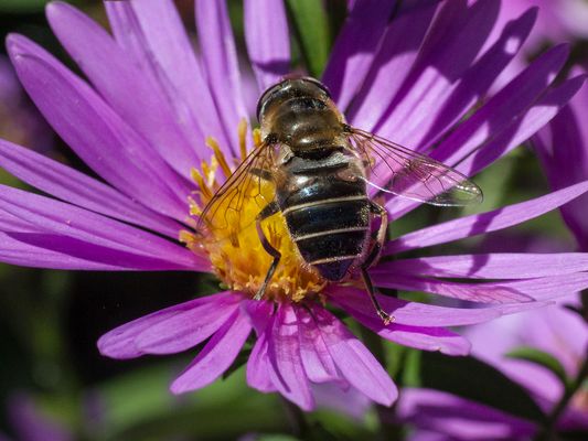 021 Keilfleckschwebefliege (Eristalis interrupta)_Heinz Schaub