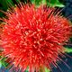 Blutblume  Haemanthus