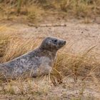 022-20200103 - Helgoland-Düne - _U8A4233