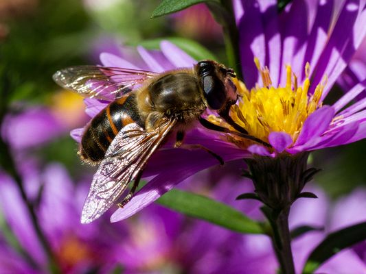 022 Mistbiene (Eristalis tenax)_Heinz Schaub