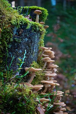 022_0988  Pilz Soldaten