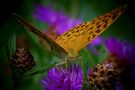 The Living Forest (467) : Silver-washed Fritillary de Mark Billiau.
