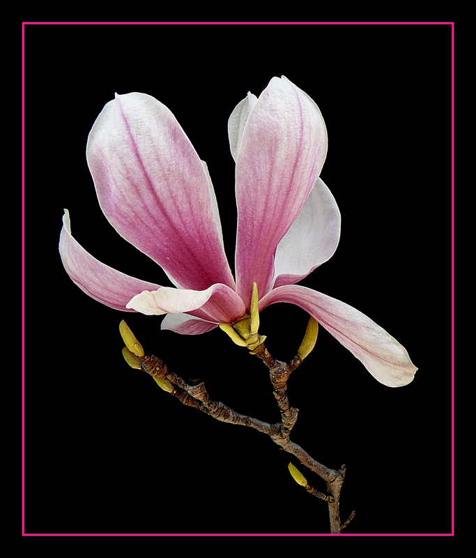 023 MAGNOLIA ......." SPETTINATA "