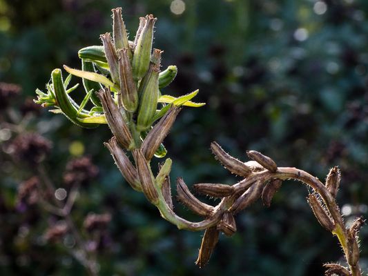 023 Nachtkerze (Samenstand)_Heinz Schaub
