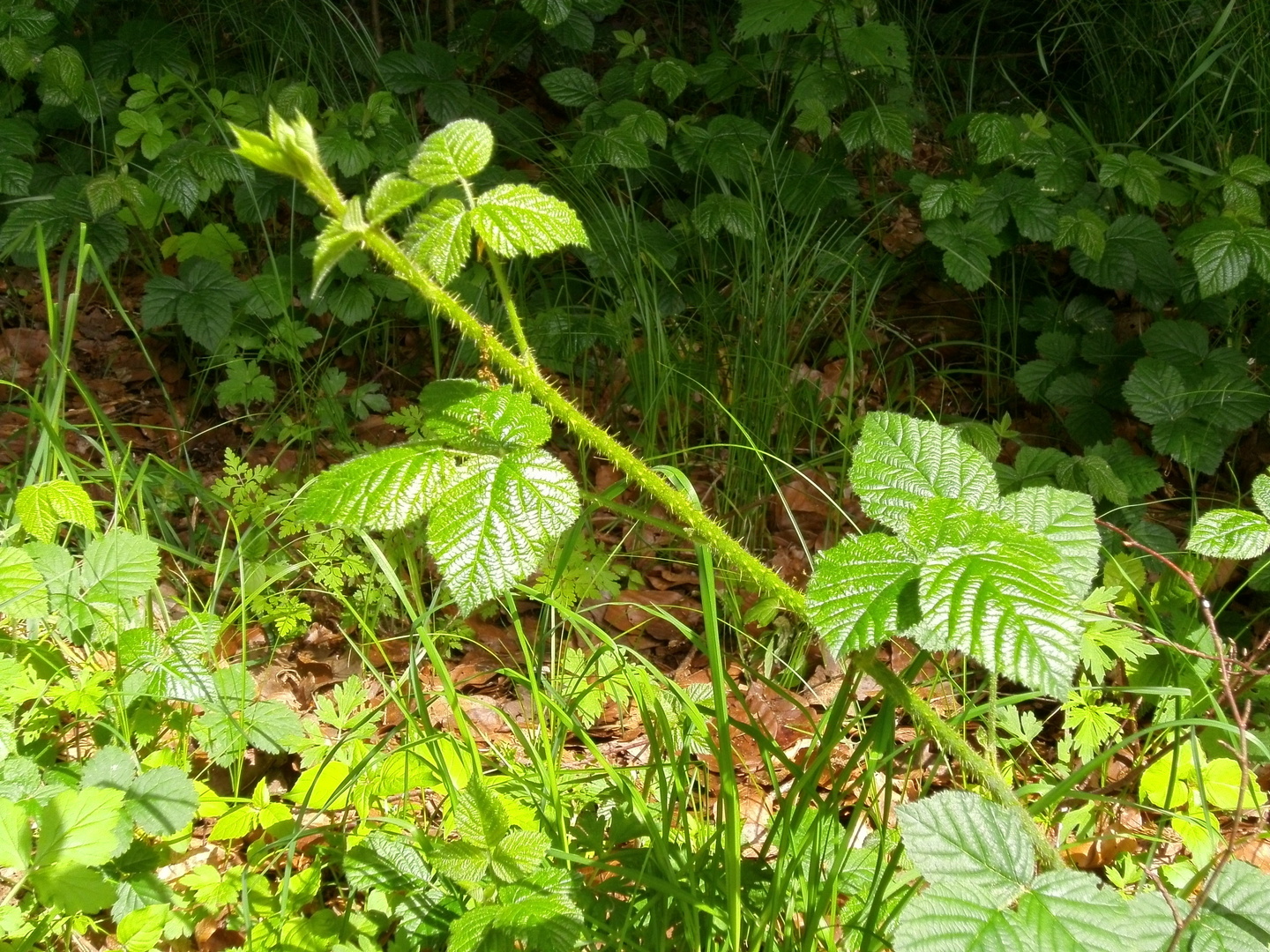 023  simpel und einfach: eine Brombeere !