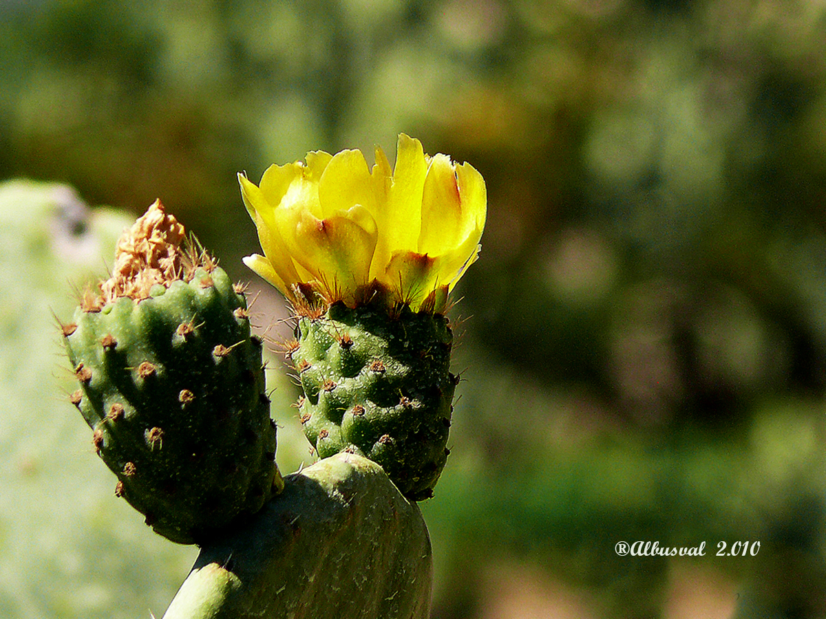 0236 Flor de Nopal - Opuntia ficus-indica
