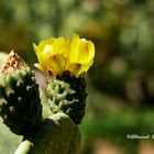 0236 Flor de Nopal - Opuntia ficus-indica