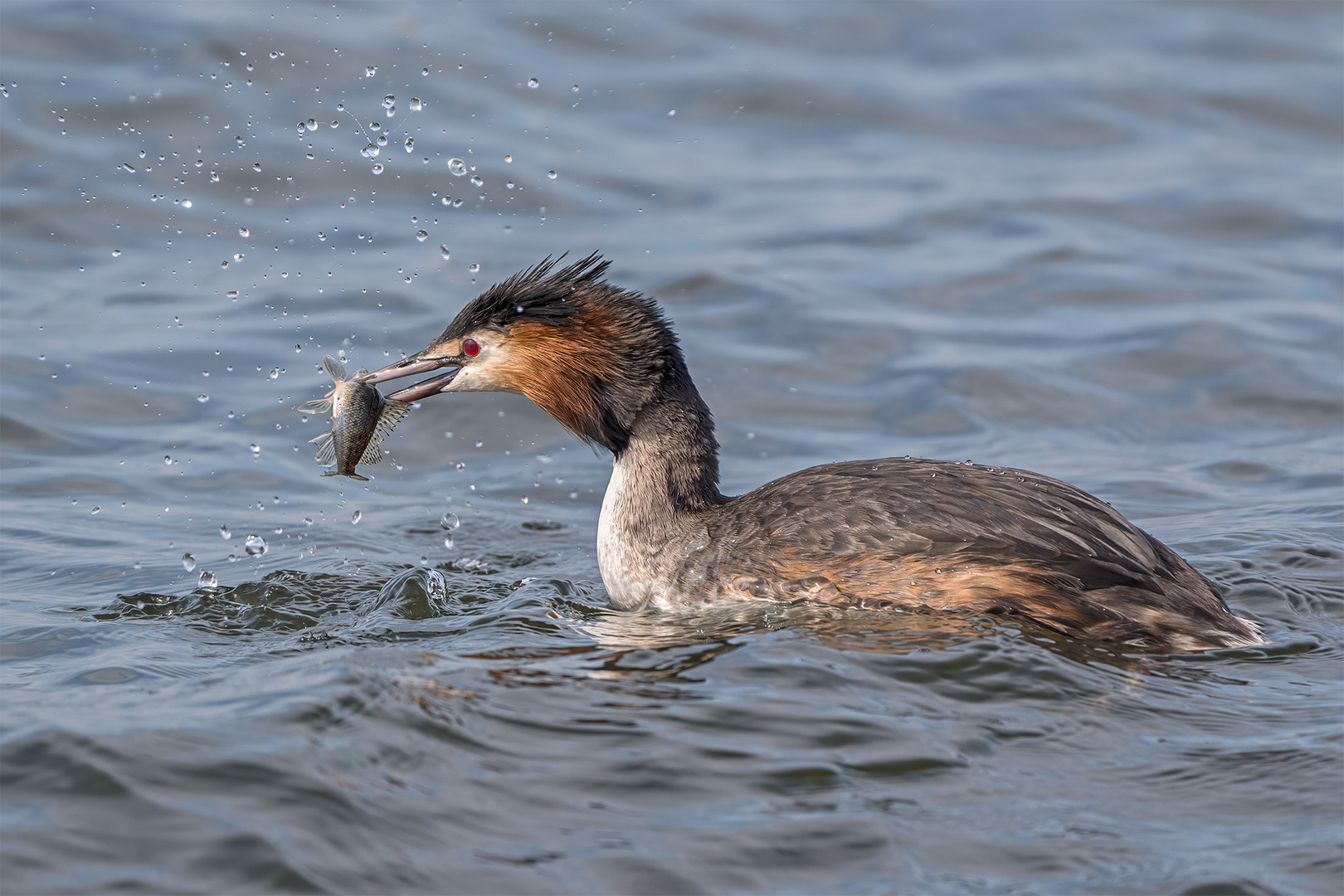 024_Steinhude / Steinhuder Meer