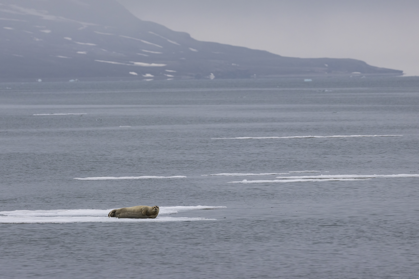 025-20230623 - Spitzberge-St. Jonsfjorden+Gjersenodden - _19A2080-Bearbeitet