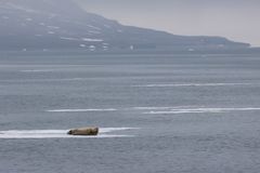 025-20230623 - Spitzberge-St. Jonsfjorden+Gjersenodden - _19A2080-Bearbeitet