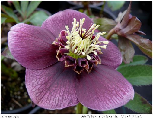 025-2024 Lenzrose "Dark Flat"