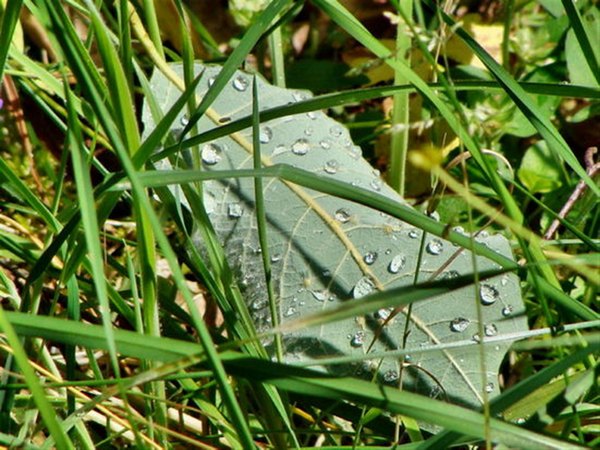 025.Blatt mit Tropfen