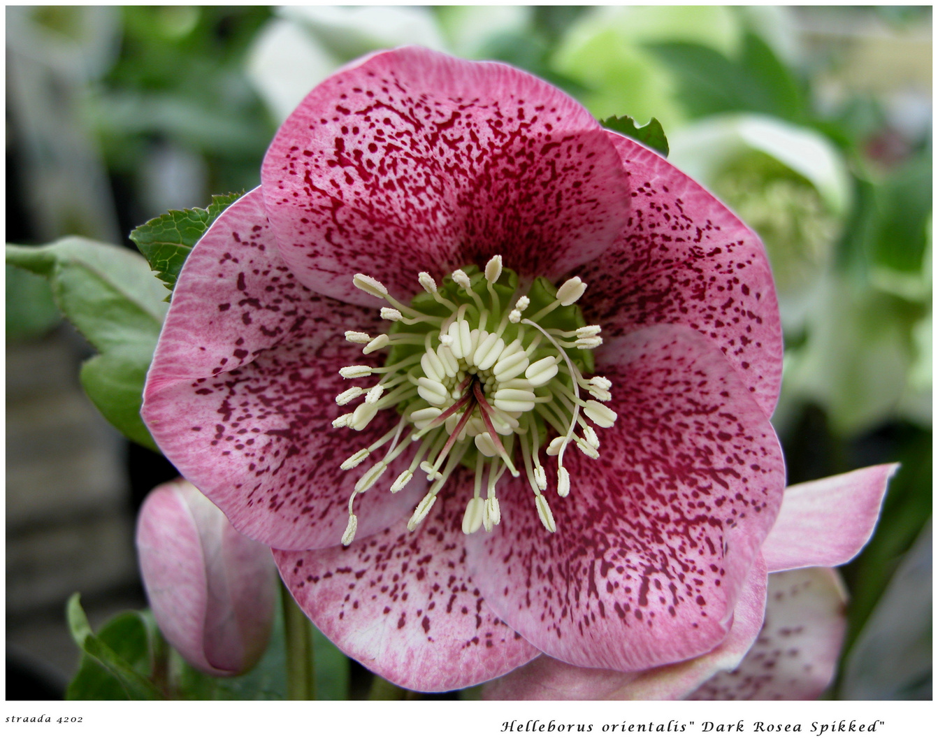 0262024 Lenzrose "Dark Rosea Spikked" Foto & Bild fotos, winter