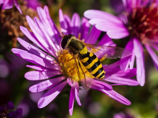 026 Garten-Schwebfliege (Syrphus ribesii)_Heinz Schaub