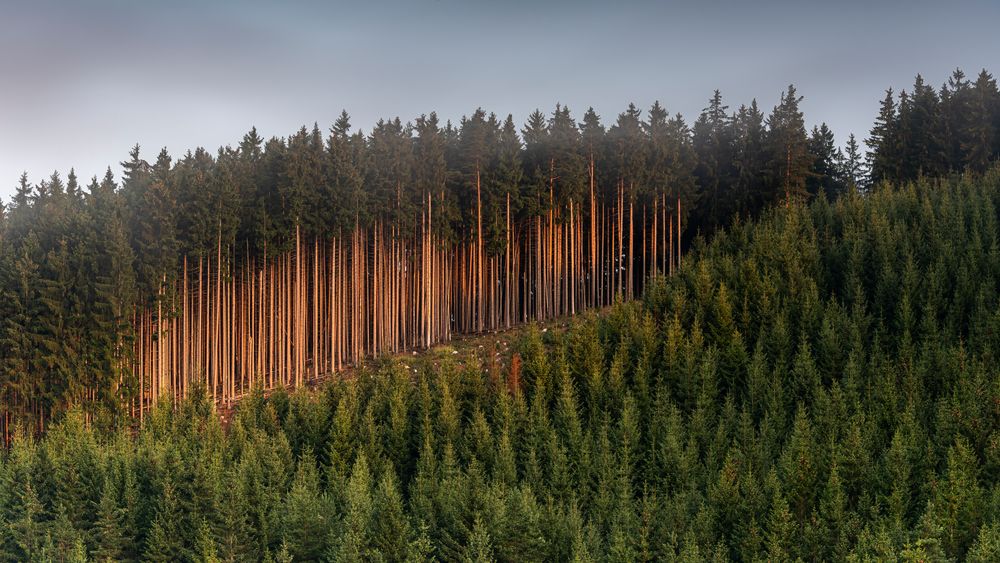 026 Holz lebt! (bearbeitet)