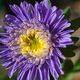 Aster