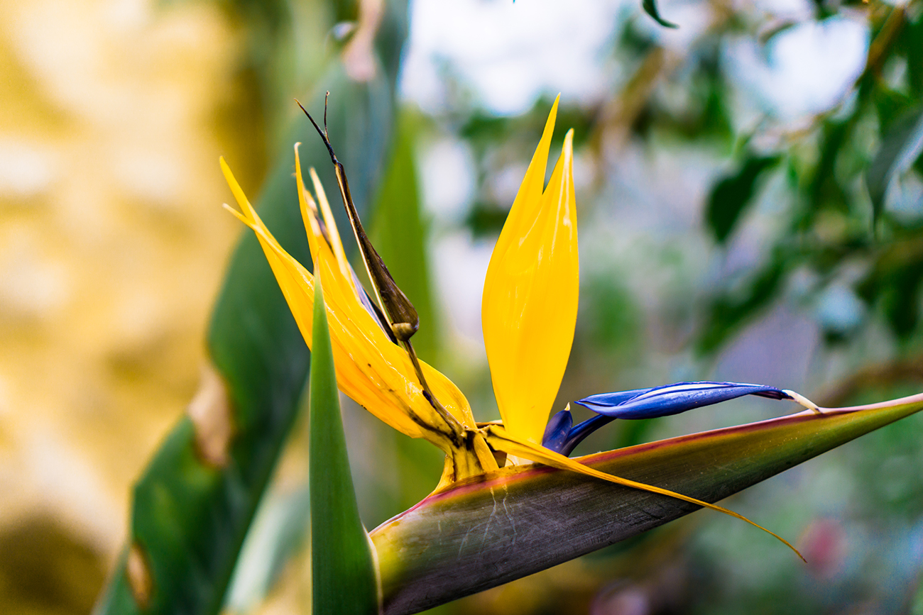 02631 Paradiesvogelblume ( Strelitzia reginae)