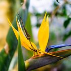 02631 Paradiesvogelblume ( Strelitzia reginae)