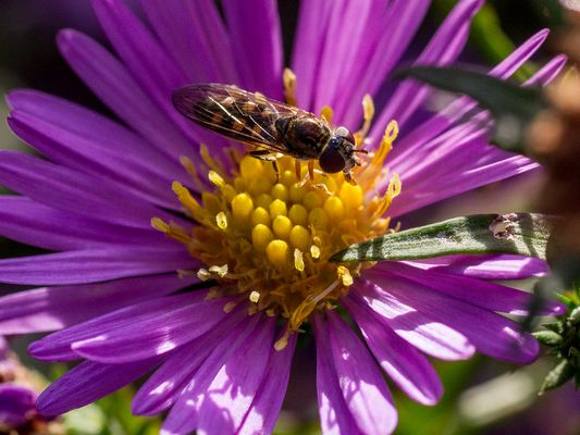 027 Schwarzkopfschwebfliege (Melanostoma scalare)_Heinz Schaub
