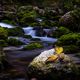 Herbstblatt im Fluss