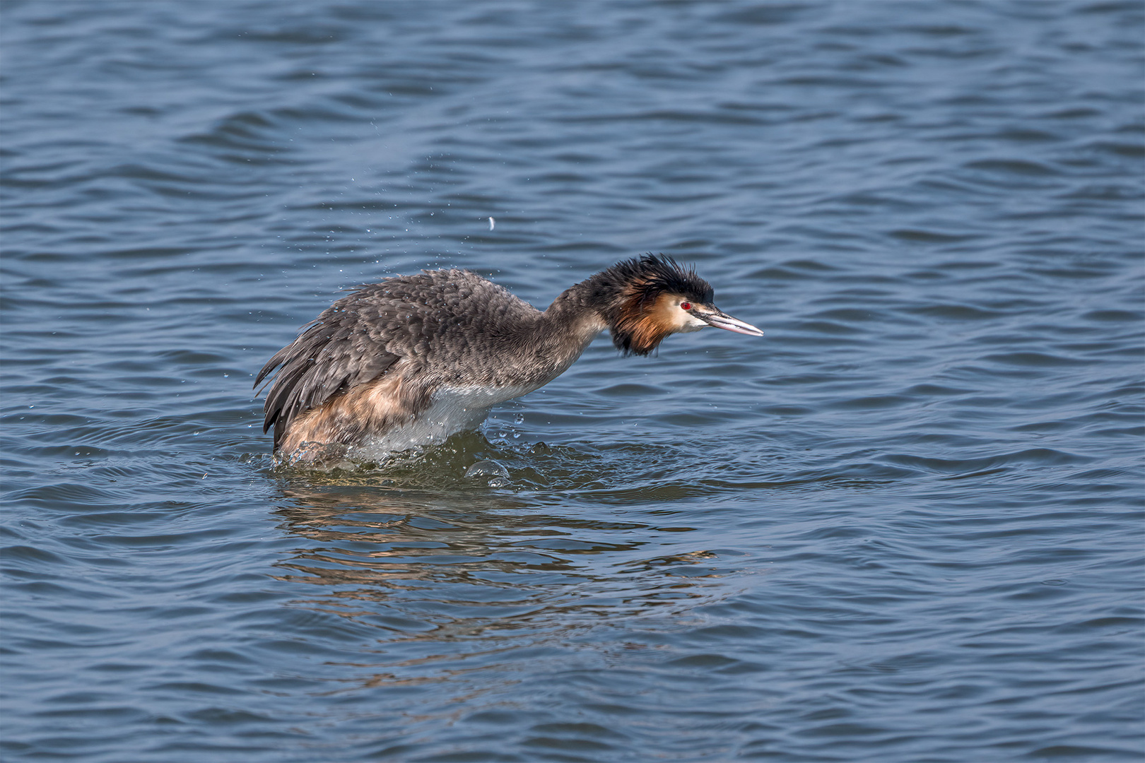 027_Steinhude / Steinhuder Meer