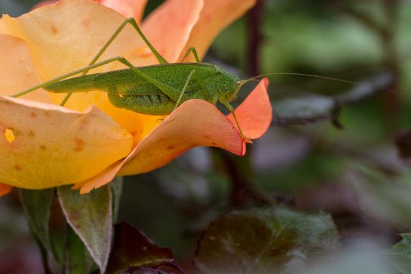 028 Heuschrecke-Heinz Schaub
