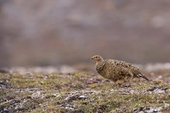 029-20230623 - Spitzberge-St. Jonsfjorden+Gjersenodden - _19A2392-Bearbeitet