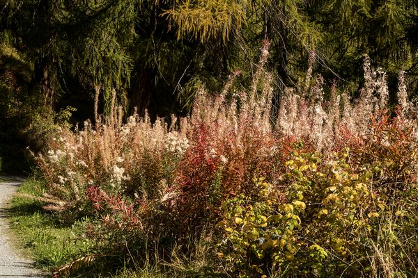 029 Herbst_Heinz Schaub