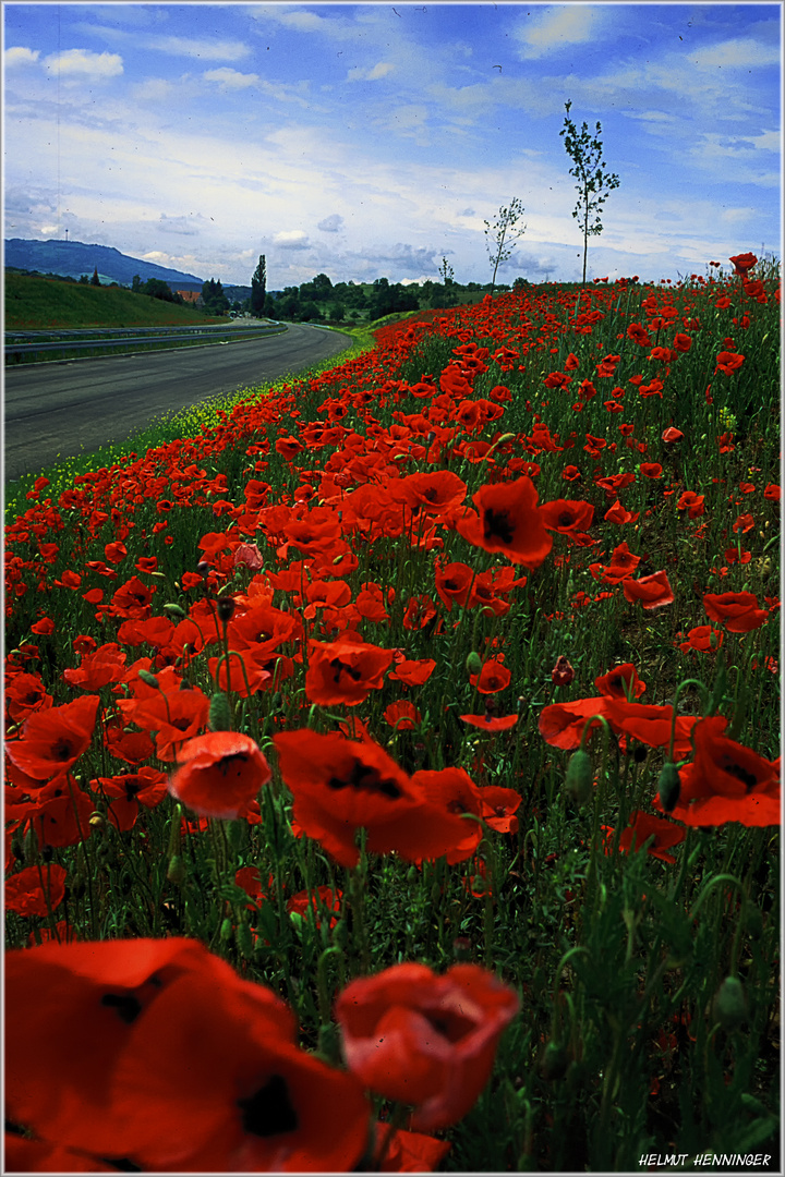 0293 Mohn