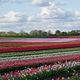 Tulpenfeld vor Raketenstation