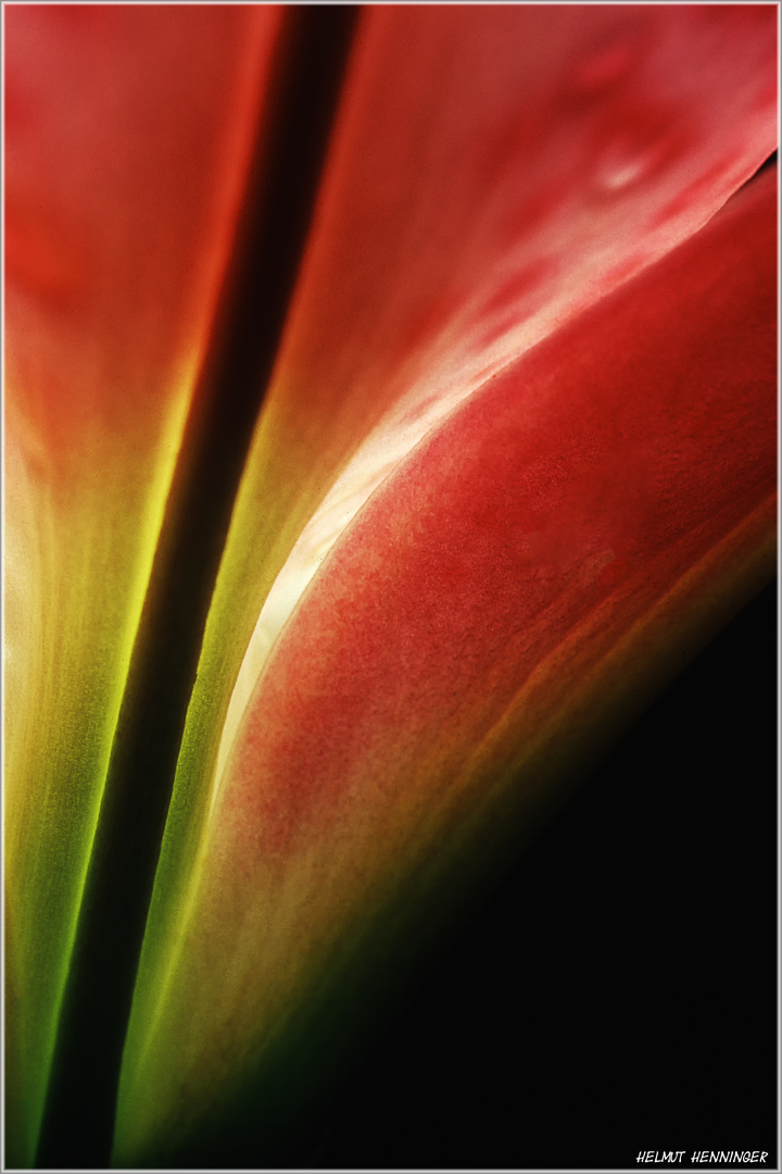 0298 Amaryllis 