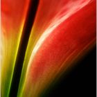 0298 Amaryllis 