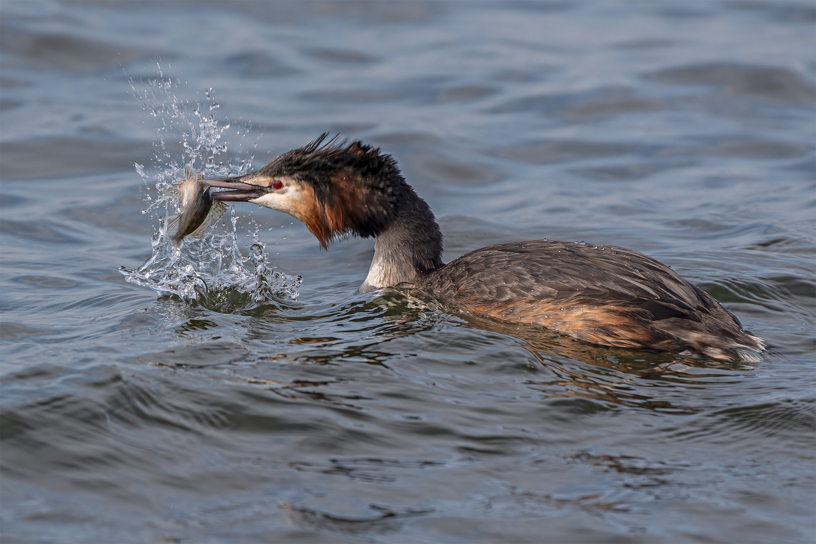 029_Steinhude / Steinhuder Meer