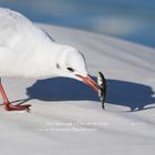 02_Die Möwe und der Stichling