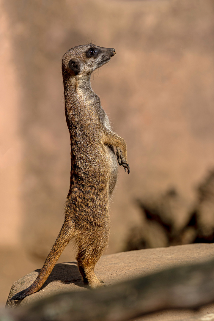 02_Erdmännchen im Zoo Hannover