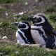 Magelaan Penguins