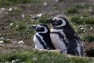 Magelaan Penguins by Annette Snuf