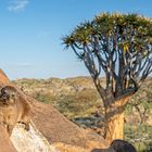 02_Serie Klippschliefer im Köcherbaumwald/Namibia