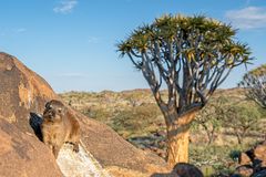 02_Serie Klippschliefer im Köcherbaumwald/Namibia