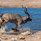02_„Überlebenskampf“ Jagt auf eine Kudu-Antilope durch Hyänen im Etosha National Park in Namibia.
