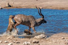 02_„Überlebenskampf“ Jagt auf eine Kudu-Antilope durch Hyänen im Etosha National Park in Namibia.