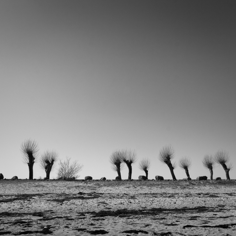 03-17 Weiden am Strand