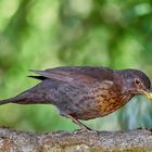 03-Amsel