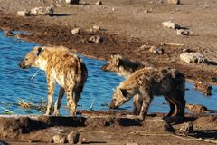 03. Jagt auf eine Kudu-Antilope durch Hyänen im Etosha National Park in Namibia