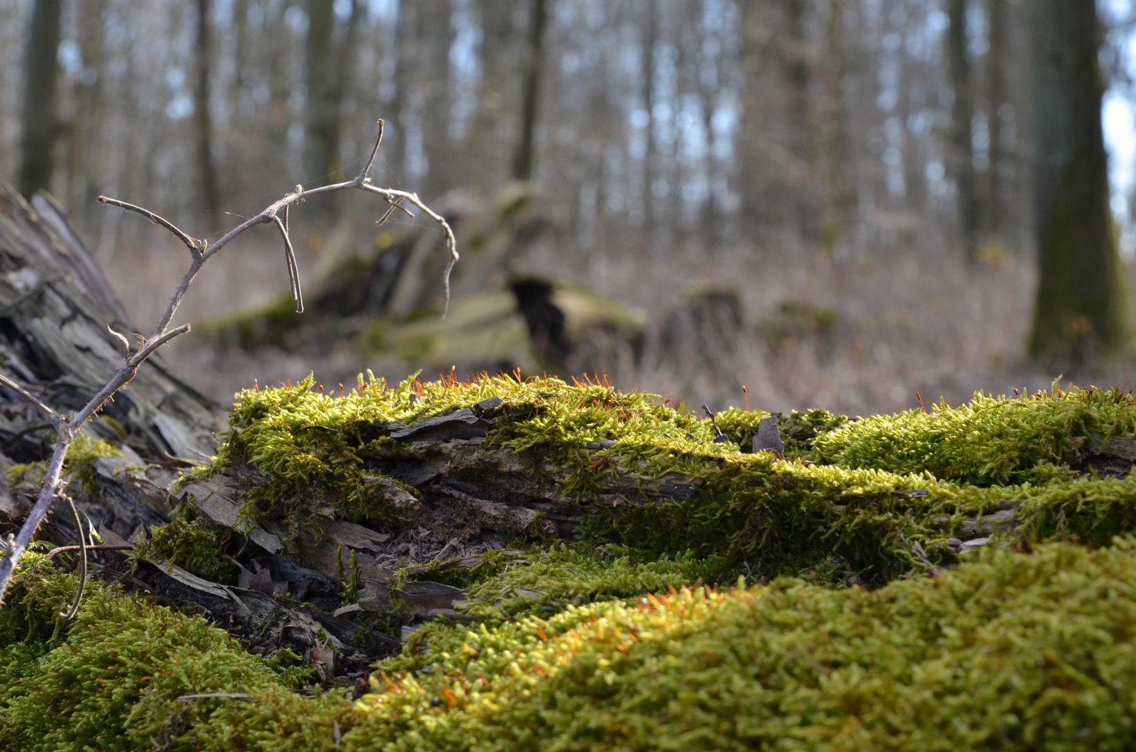 03 Spaziergang im Februar (1)