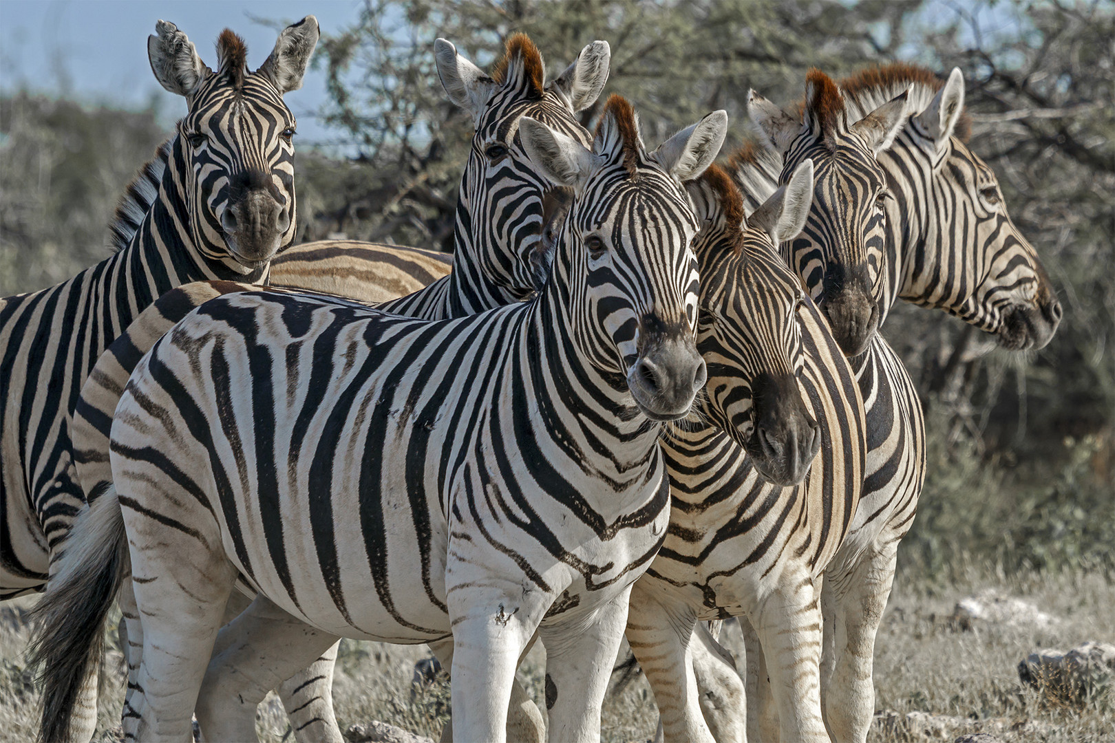 03. Zebra im Etosha