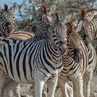 03. Zebra im Etosha